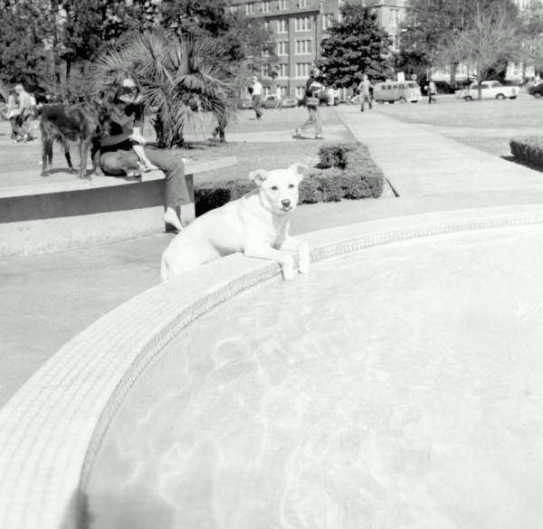 fsugradschool's tweet photo. Whether it's 1971 or present day, #LandisGreen is always a great place to take your #FSUpups

#tbt photo courtesy of @FLMemory https://t.co/8m8I73stKG
