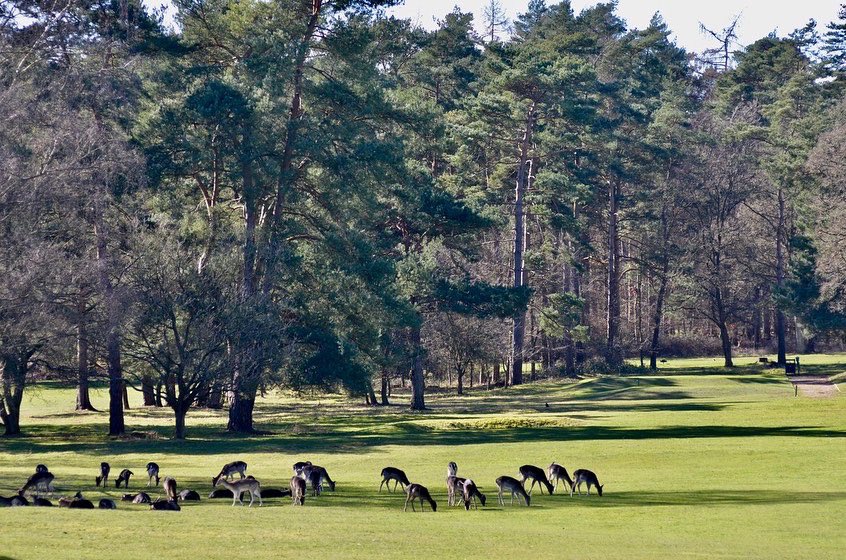 TGCGreenstaff's tweet photo. The resident fallow deer have been enjoying the empty course during lockdown. Here they were enjoying some late afternoon sunshine on 14 &amp; 18 https://t.co/t2gfHX7ZxW