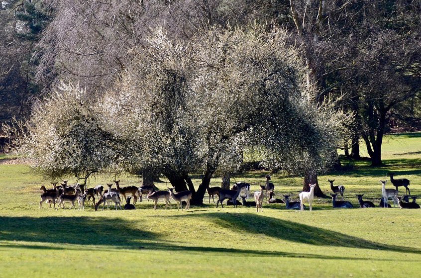 TGCGreenstaff's tweet photo. The resident fallow deer have been enjoying the empty course during lockdown. Here they were enjoying some late afternoon sunshine on 14 &amp; 18 https://t.co/t2gfHX7ZxW