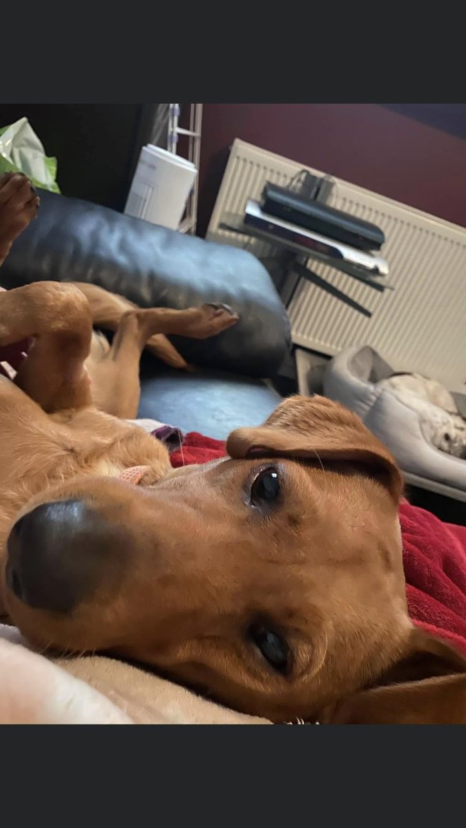 RachaelB100's tweet photo. One Sighting
One piece of information
One conscience
#findRosie
#swinton #Manchester
#stolen #DogTheft #Theftbyfinding
βοΈHelp Rosie back home
πAt her
βοΈSomeone Somewhere knows where this #Labrador is & end this heartache for her family π
βοΈPlease Call any information helps https://t.co/3YiJ097f1e