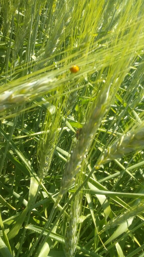 Jfrl1994's tweet photo. Buen equipo de trabajo! Productor con productos de bajo impacto e insectos haciendo su labor 🌾 @MasAgroGto https://t.co/nHn1Kw3lXL