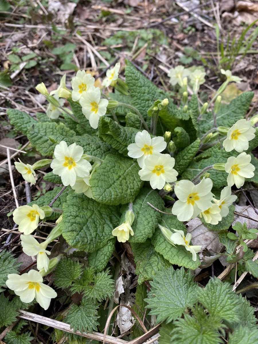 lez68's tweet image. #BlossomWatch spring has arrived