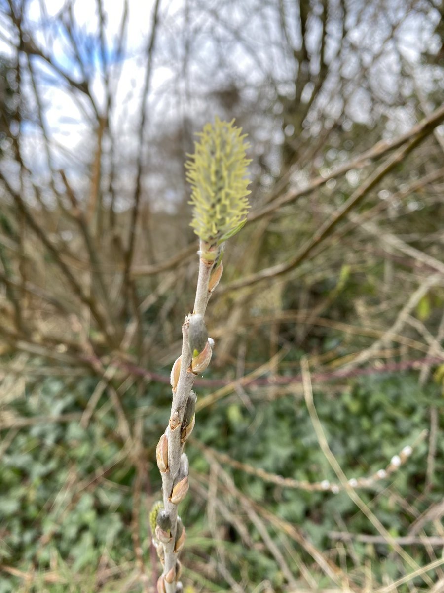 lez68's tweet image. #BlossomWatch