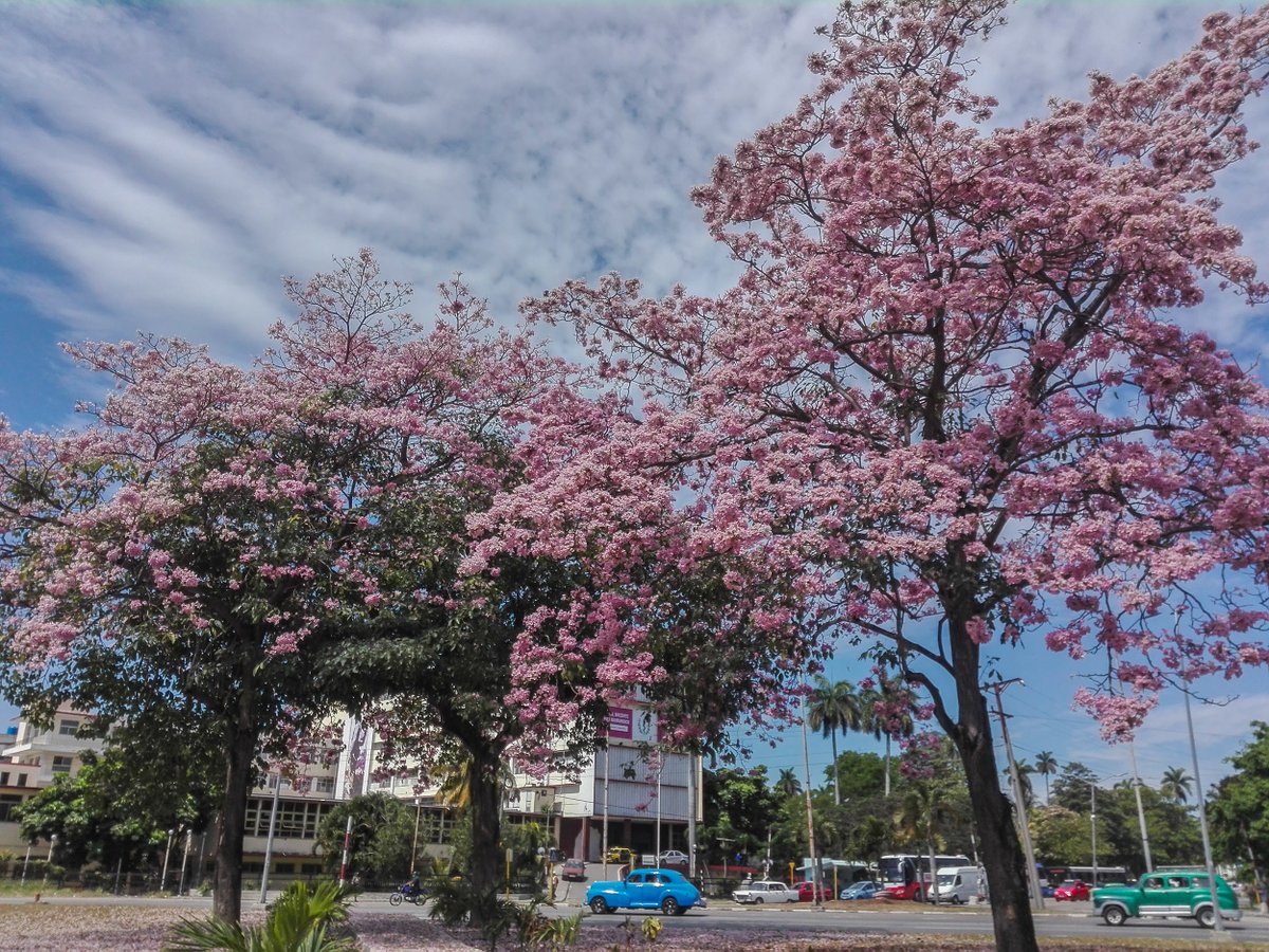 CanalCaribeCuba's tweet photo. #Cuba || Marzo, el tercer mes del año, nos regala sorpresas como esta. Las flores del #RobleBlanco.
📸 @MadeCanalCaribe https://t.co/sKdEzw7KMn