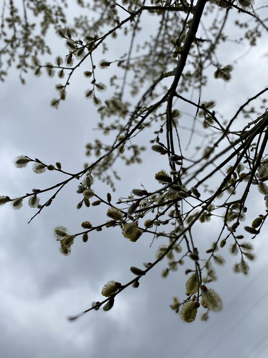 lez68's tweet image. #BlossomWatch