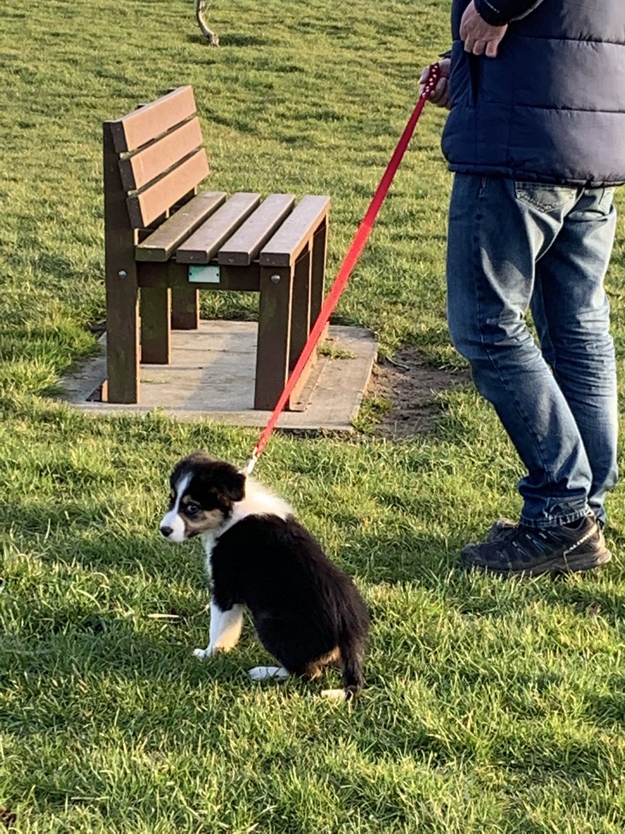 Lexi41423012's tweet photo. My dad took me for a thing called “walks” this week. I quite like it as I meet people and other woofers but they insist on tying me up before we leave my house..... https://t.co/6UXxAgDwnS
