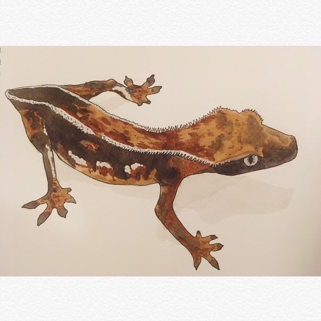 Art Showcase! Look at this awesome painting done by one of Pangea's followers! Check out their work and give them some love @herpetoqueers or @robhickmanwildlife on Instagram!

#pangeareptile #pangea #crestedgecko #art #illustration #painting #showcase #cilatus #reptile #gecko