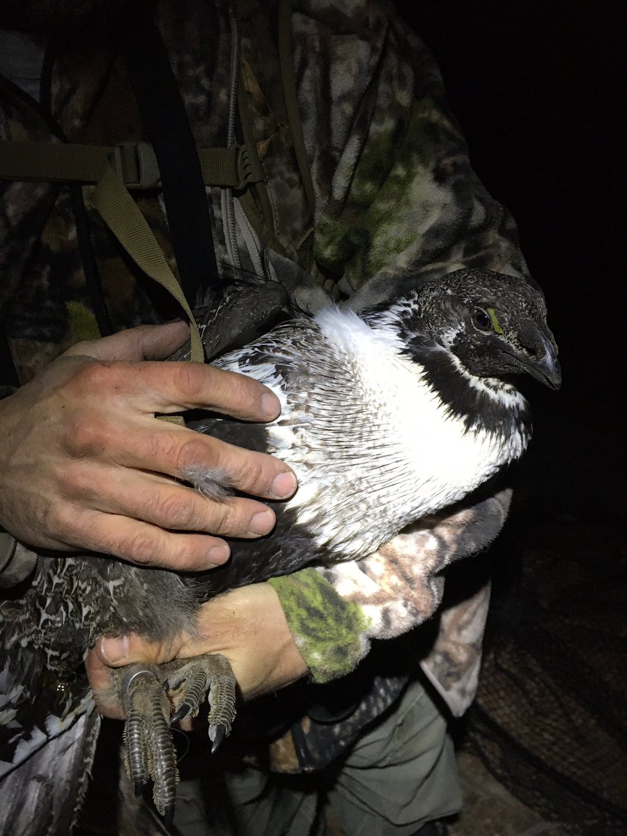 Field season is off to a fantastic start! I still can’t believe I get paid to catch Greater Sage-Grouse 😍 oh, and did I mention I saw a mountain lion?!?! Twice!!!!