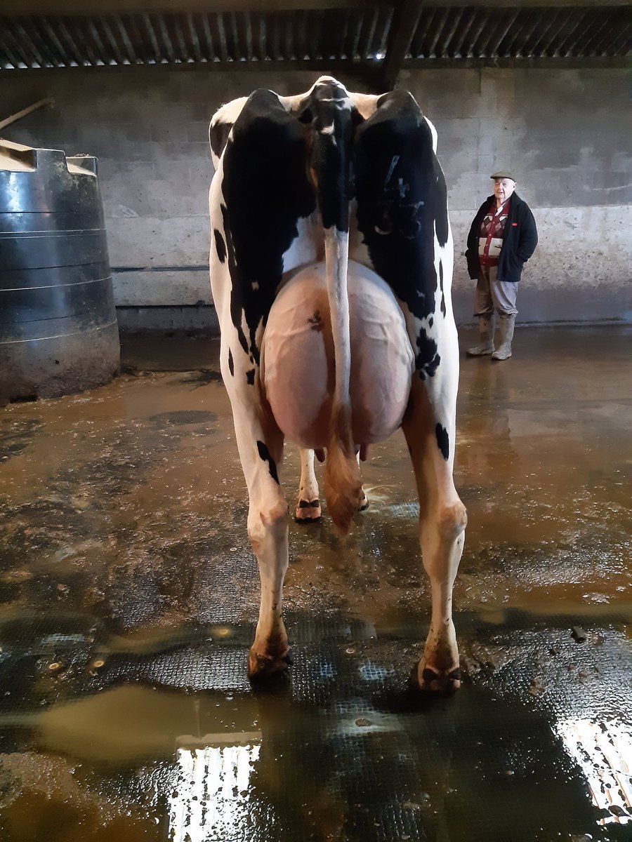 AlanRob26220690's tweet photo. I've been privileged and honoured to judge the Lancashire Holstein Clubs winter herds competition this week. 
Fantastic cows on all farms visited. https://t.co/qx2TMdOTKi