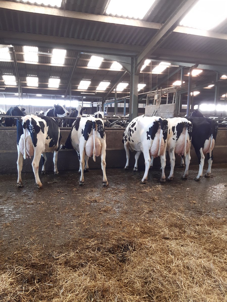 AlanRob26220690's tweet photo. I've been privileged and honoured to judge the Lancashire Holstein Clubs winter herds competition this week. 
Fantastic cows on all farms visited. https://t.co/qx2TMdOTKi
