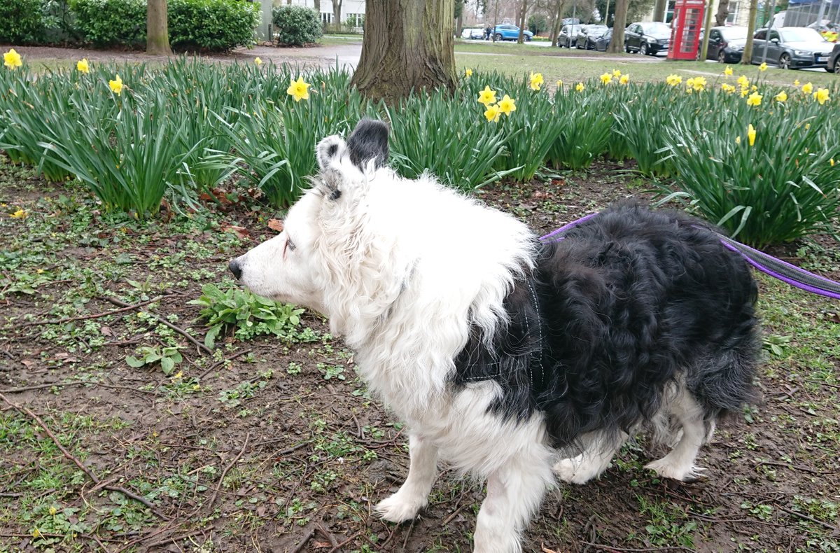 @FOSTBCrescue @fostBc We've have very similar markings from that angle, white face, grey ear.