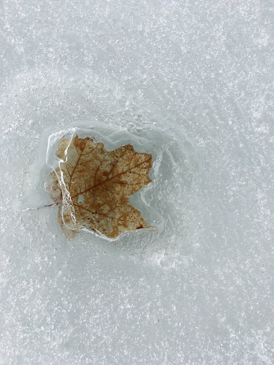 rebecca_g_ong's tweet photo. Why is there a perfect leaf-shaped hole in the ice? My 5 year old thinks the leaf hit the ice really hard and made a hole. How would we test this? #STEMeverywhere @dailystem https://t.co/cnNUnDlKll