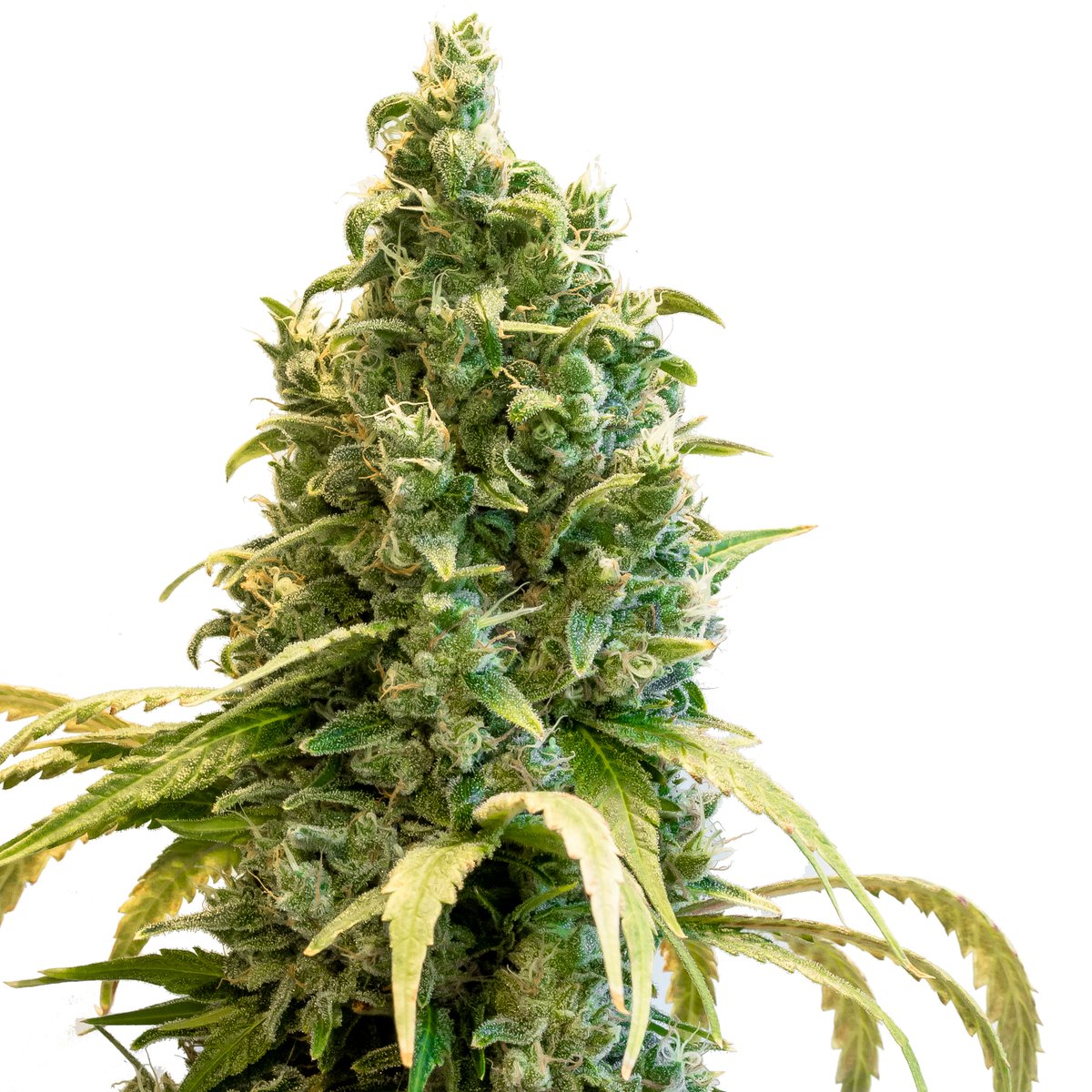 2x the summer fun! High potency &amp; yield with large OG style buds, this cultivar is great for the Canadian outdoors! Look out for gassy, sweet &amp; chocolatey Double ChocolatexOG.
