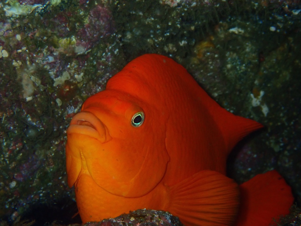 Reef Check tweet media