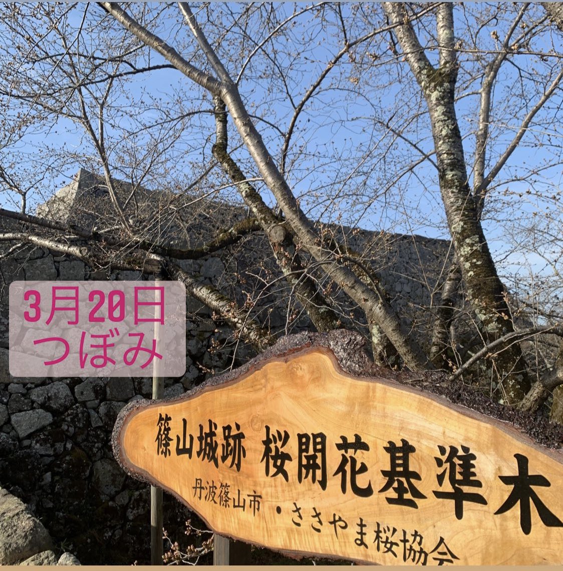ট ইট র 公式 丹波篠山観光協会 丹波篠山 関西さくら 丹波篠山さくら開花情報 桜 篠山城下町 篠山城跡 王地山公園