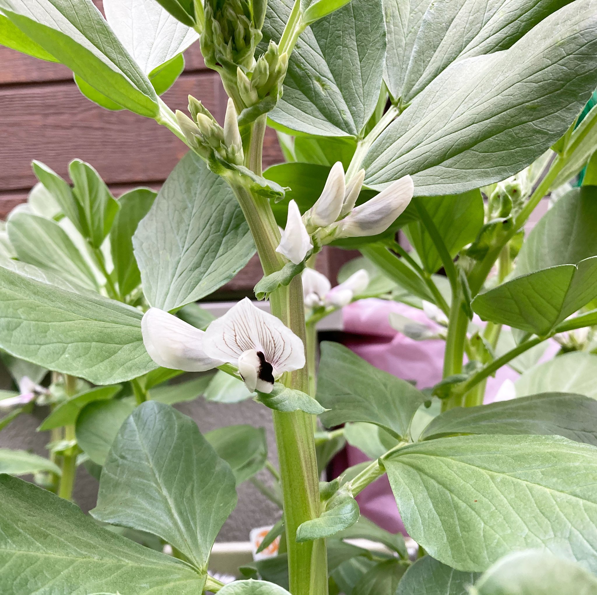 家庭菜園を楽しむサラリーマン Sat Mar そら豆の花も咲きましたが こちらは少し時期的に早く 摘むか 摘まないか迷うところです 家庭菜園 プランター菜園 そら豆栽培 スローライフ スローフード T Co Ou9cxkkchv Twitter