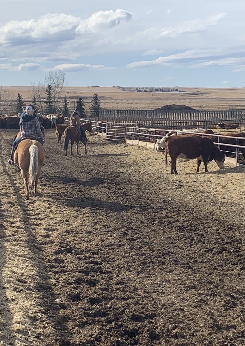 Today the horses got a workout, sorting and penning the whole cowherd- a six way sort for calving!  Getting ready!  Just couldn’t have been a better day! #workinghorses #RanchLife #readytogo #calving2021