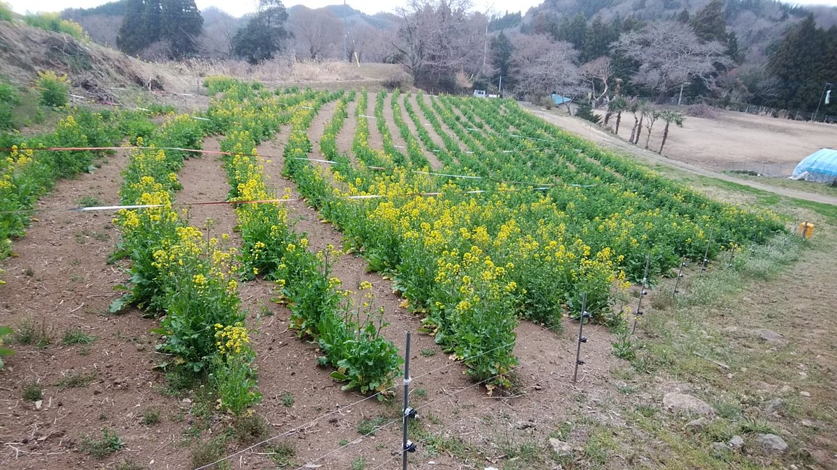 yumehitachi's tweet photo. 常陸大宮市諸沢地区北富田の耕作放棄地が、当地有志達の奉仕活動により、広いお花畑に様変わりしましたよ。
#常陸大宮 

#花 https://t.co/hdAfUodGsf