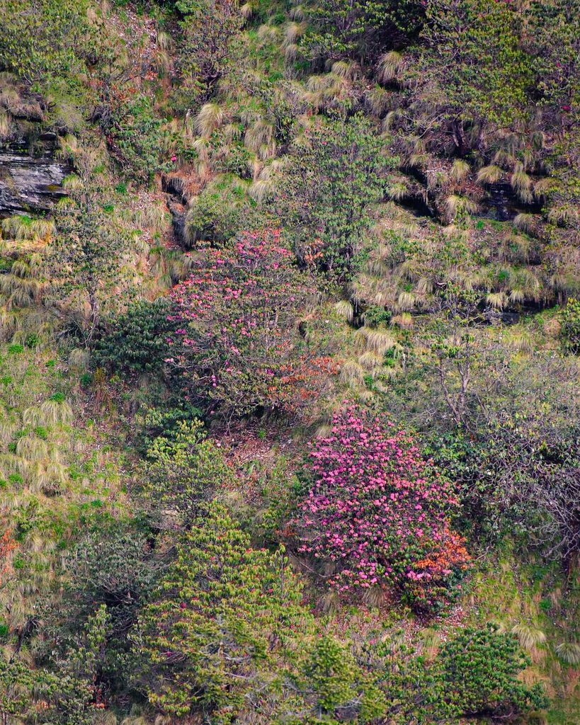Thikane24's tweet photo. Rudranath is sometimes considered as the toughest Panch Kedar #Temple to reach.
The trek winds through tall grass, oak and rhododendron #forests. The trek path is stated to be slippery.
#NaturePhotography
#Uttarakhand #nature #homestay #offbeatuk @UTDBofficial #Photos #God https://t.co/f6oKzx7UIv