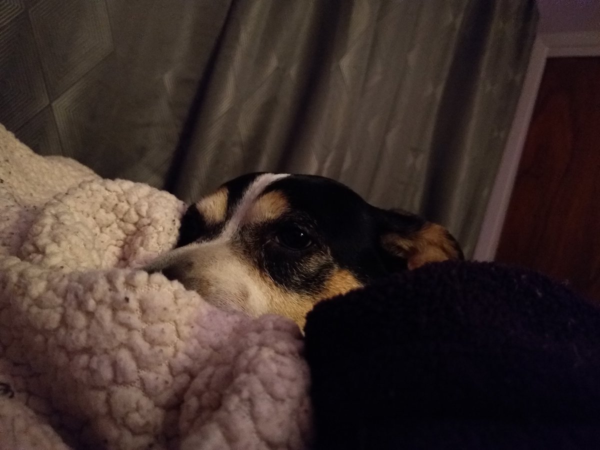 spinachy's tweet image. A small and sleepy animal