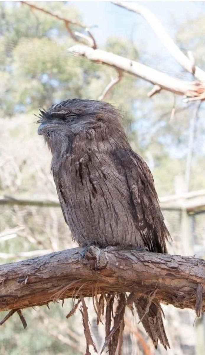 てるてるbk 調べたら オオタチヨタカと言う正式名称で 鳥類のタチヨタカ科らしいです