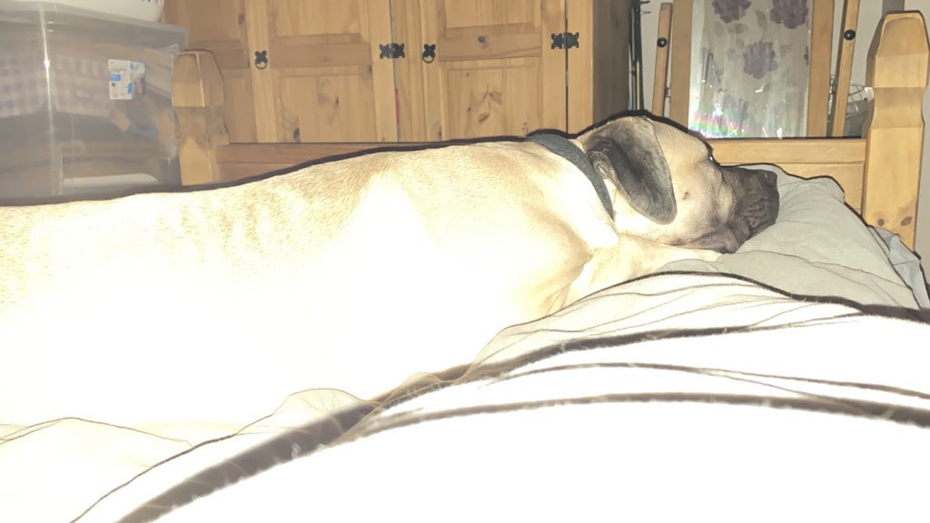 Gray2Gemma's tweet photo. When your big boy takes over your bed #sad #presa 😭💙 https://t.co/PIj6chprxU