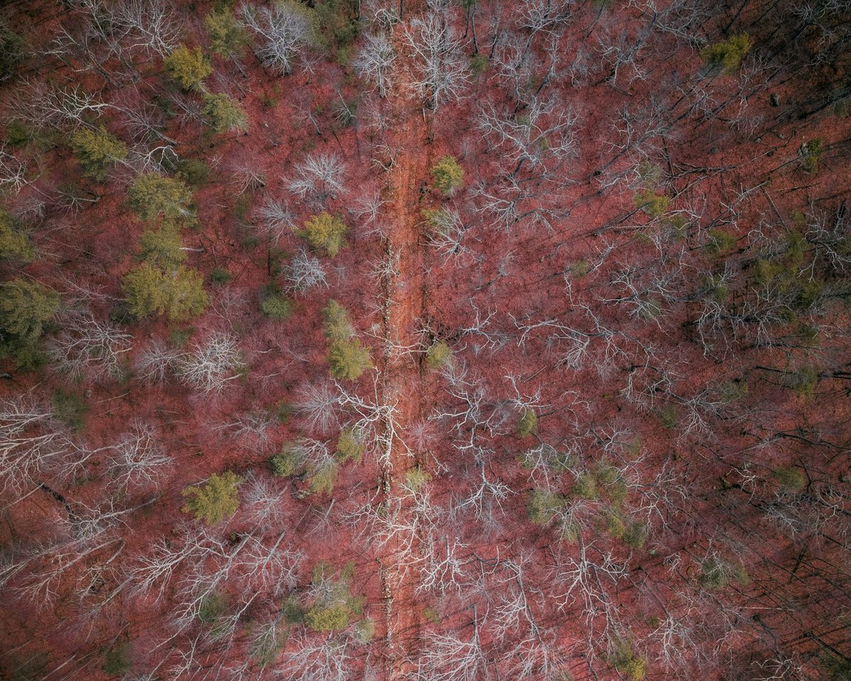 HighLineDrones's tweet image. Who else is excited to go hiking this Spring? Check out our image taken above a hiking path on The Tamler Preserve in Thompson, CT #connecticut #hikingtrails #spring2021 #spring #dronephotography #aerialphotography #droneshots #highlinedrones #hike