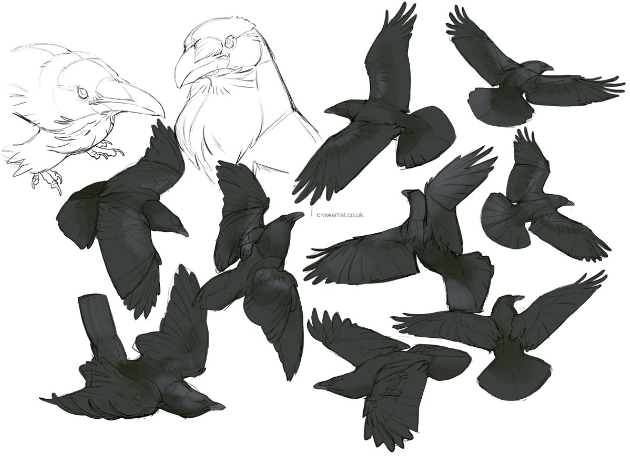 Flying Crow Stock Illustration - Download Image Now - Raven - Bird, Animal,  Animal Body Part - iStock
