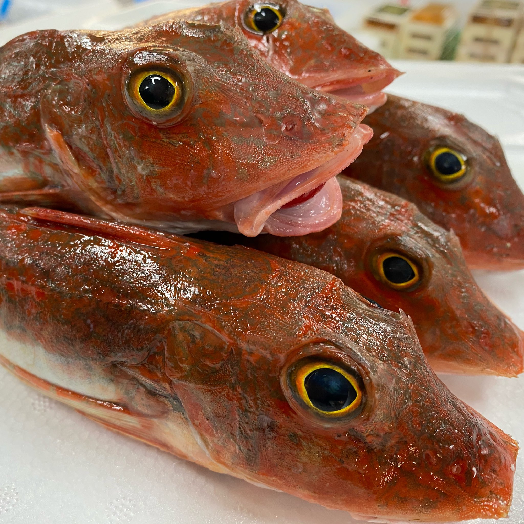 鳴く魚 Twitter Search Twitter