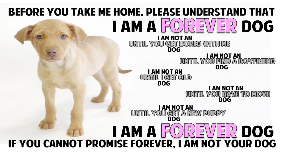 Dogs are not throw away toys, dogs are forever! They are family!