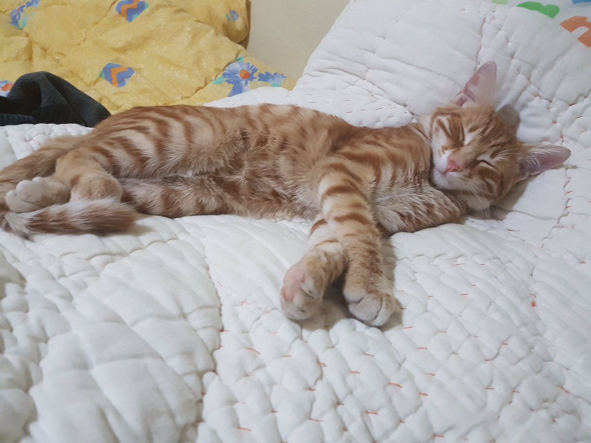 İyi gecelev disgodan geldiğim gibi uyudum