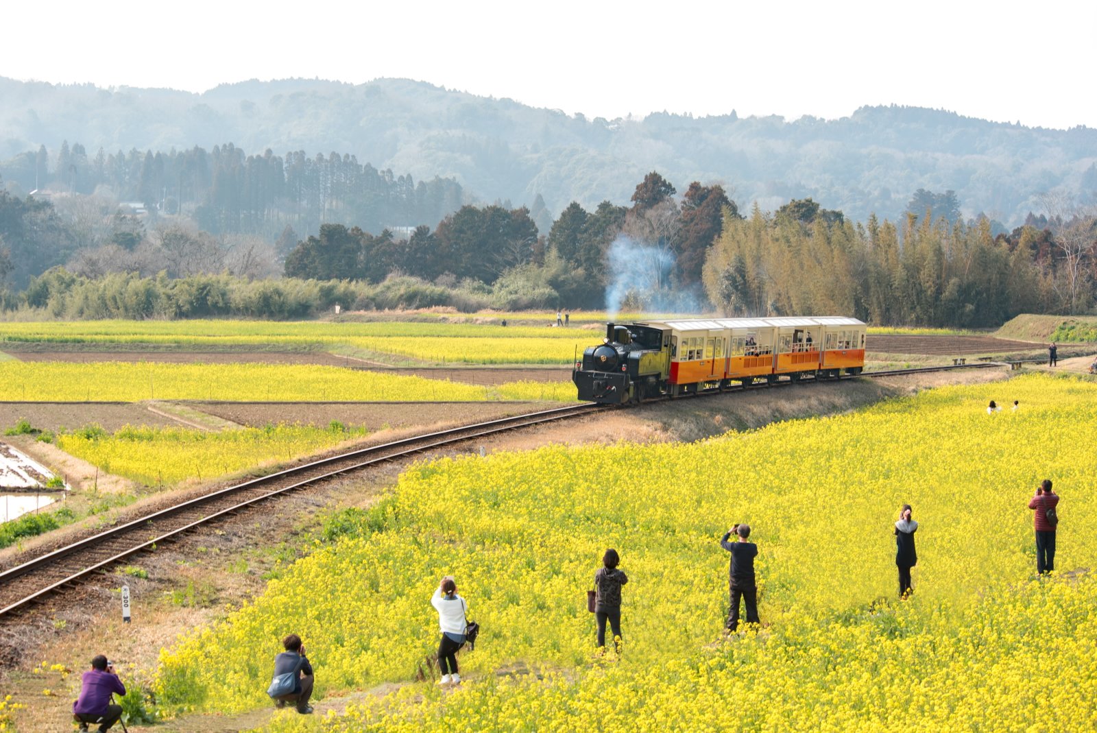 石神の菜の花 Twitter Search Twitter