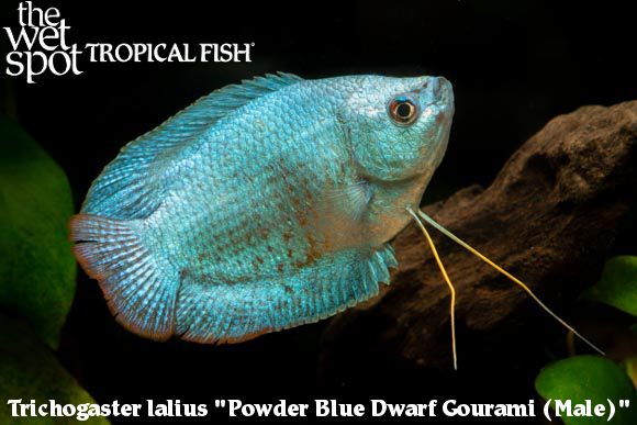The Wet Spot Tropical Fish tweet media