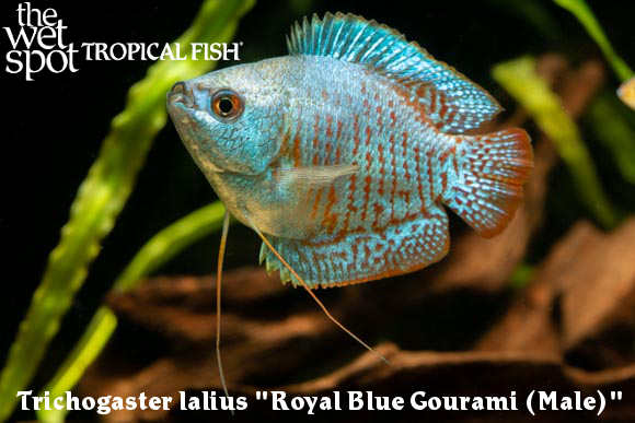 The Wet Spot Tropical Fish tweet media