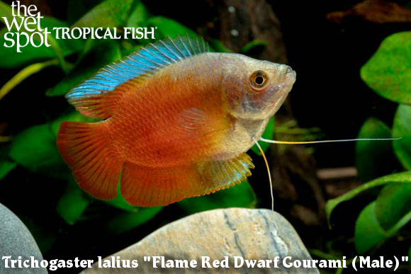 The Wet Spot Tropical Fish tweet media