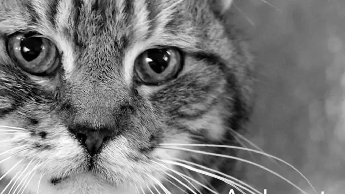 humanecolorado's tweet photo. Be a good human and #AdoptGoodPolicy Colorado’s cats and dogs are counting on you! #adoptSCS https://t.co/oz8j6RiN19 https://t.co/zquEfFOrHh