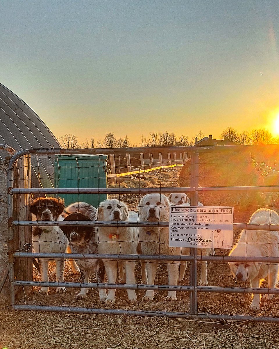 Its not often I get all 6 dogs together like this so, from left to right we have Alfred, Shabu, Jack, Seppi, Cookie, and Lady.