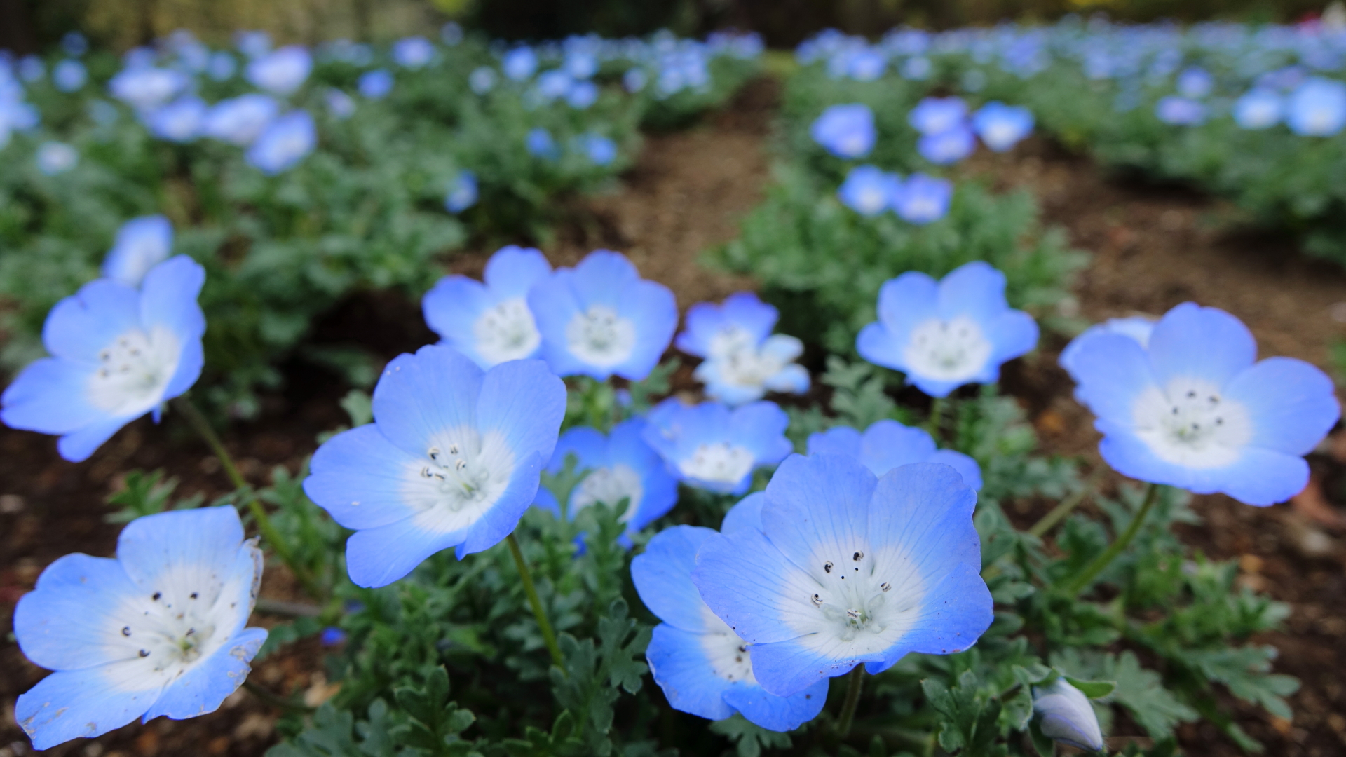 四季の花公園 Twitter Search Twitter