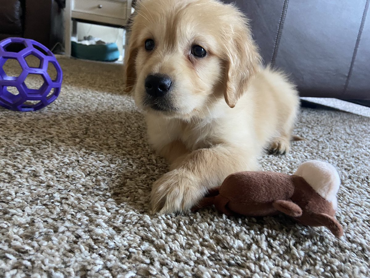 J_thomp55's tweet photo. Welcomed a new member to the family today! https://t.co/e0nbvHwQu7