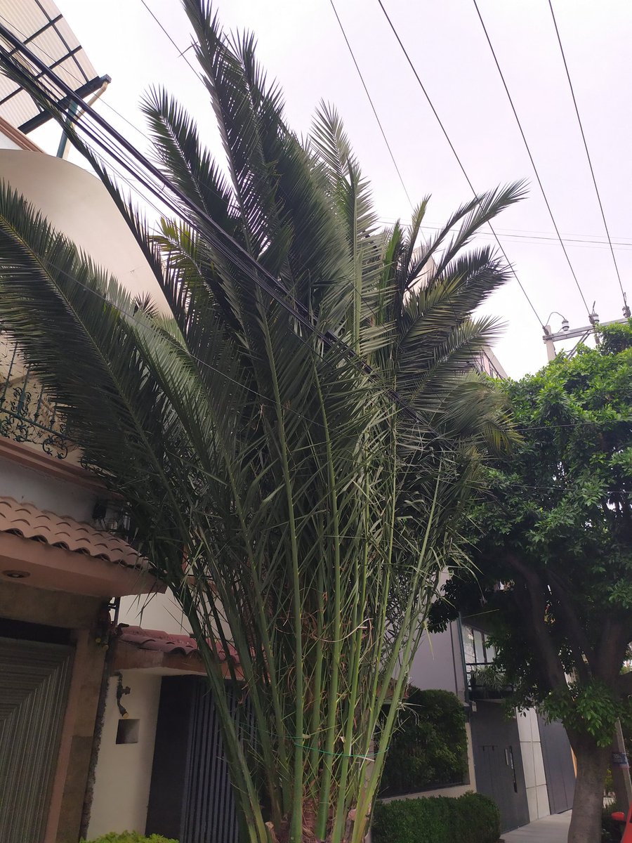 VRMassieu's tweet photo. @AccionesBJ @SolucionesBJ 
Cómo puedo solicitar la poda de árboles afuera de mi casa. Ya están afectando los cables de distintos servicios https://t.co/1gAasAYb17