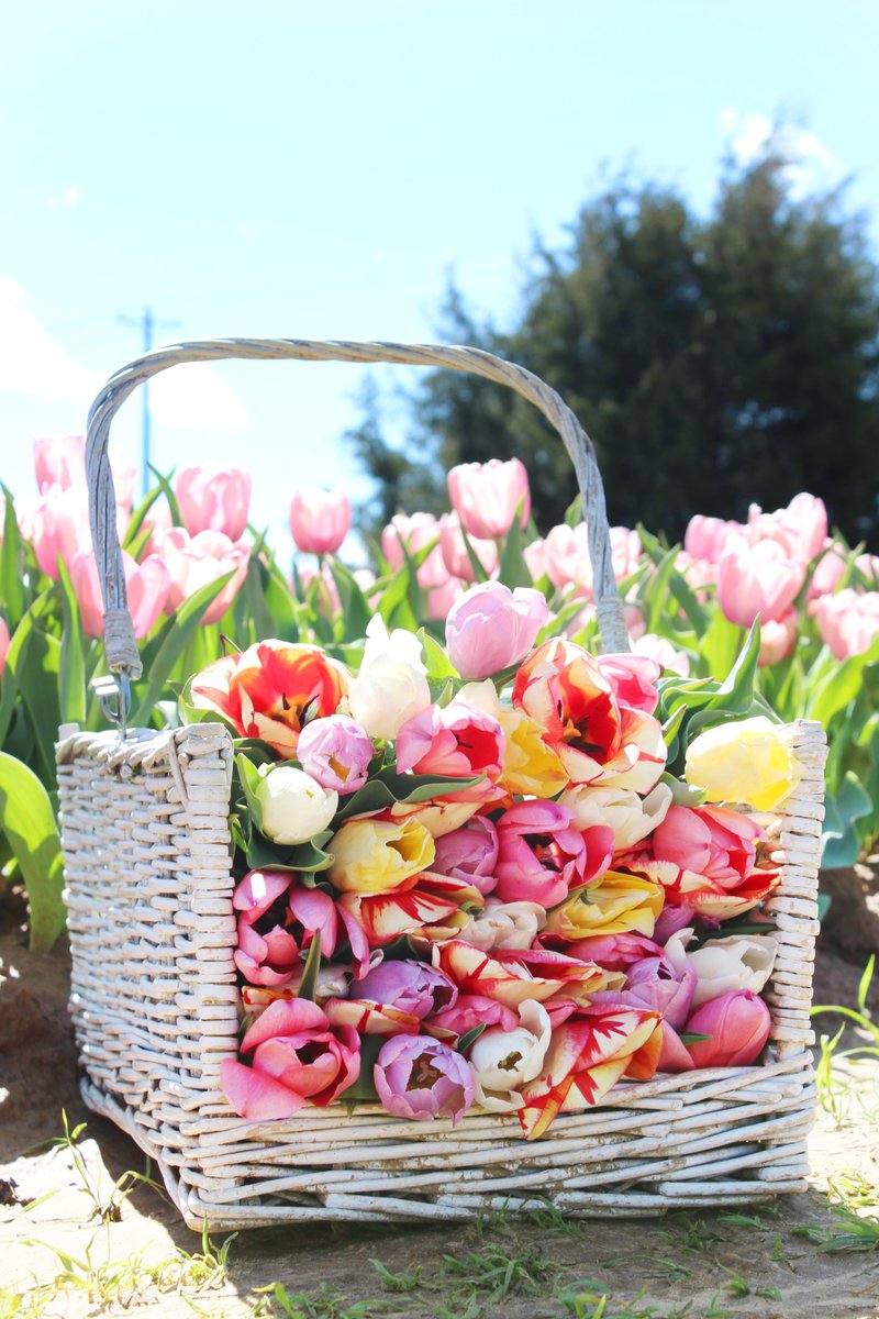 Texas-Tulips tweet media