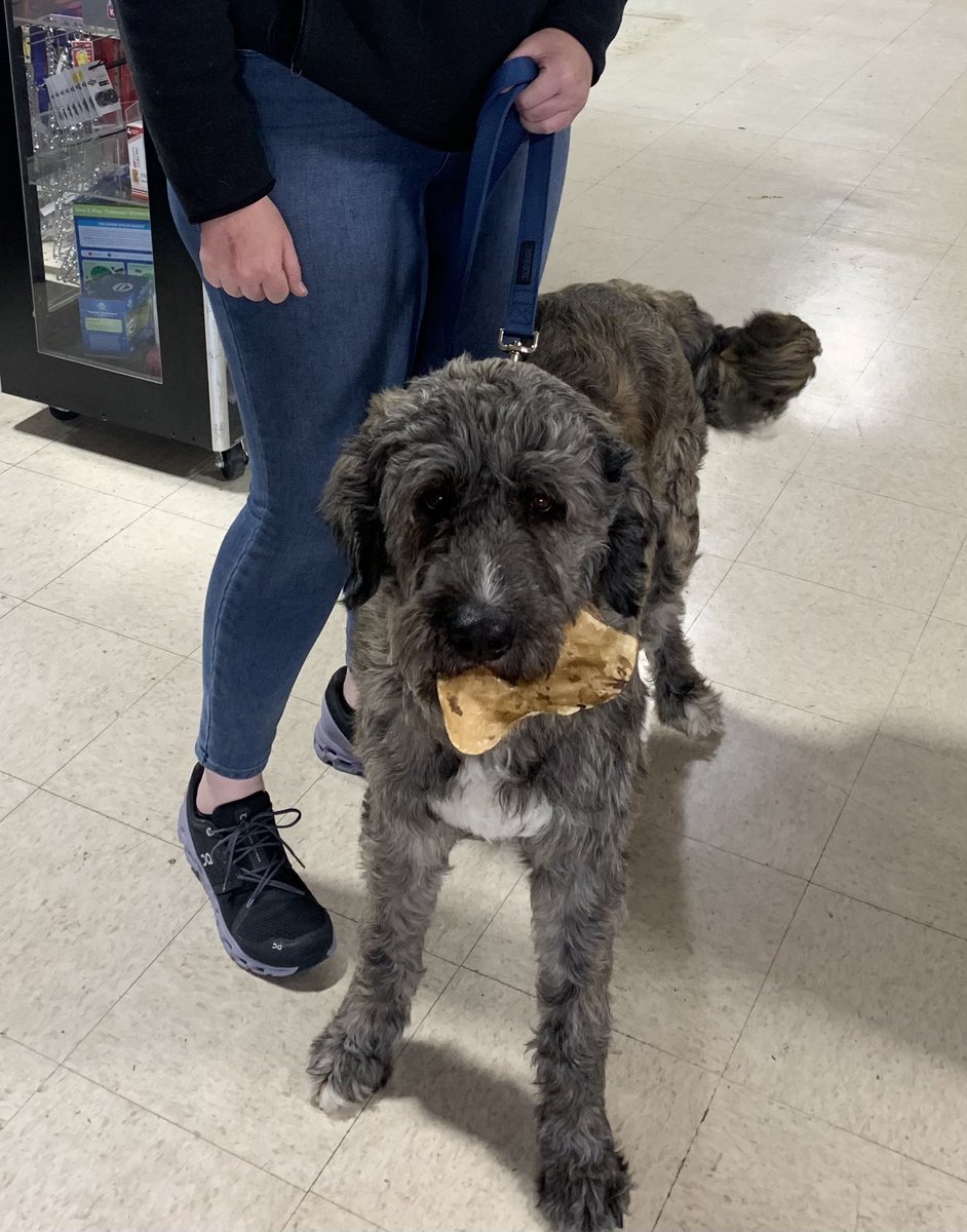 sterlingcbishir's tweet photo. @iansomerhalder  I just adopted a dog. He’s a Wolfadoodle, and I can’t settle on a name. It’s between Alaric and Gilbert. Help!! Which should I choose?? Or do you have any better suggestions? https://t.co/HwGETAxTgf