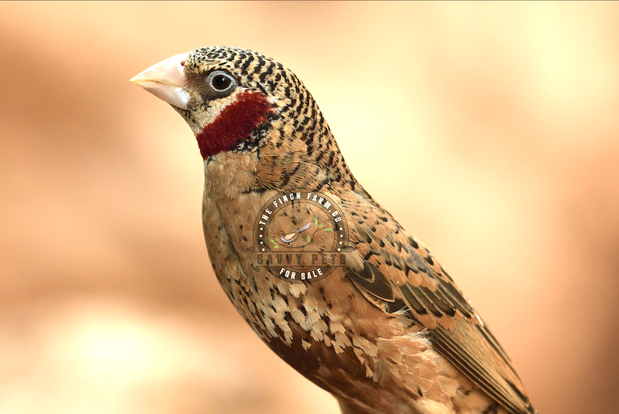 FarmFinch's tweet photo. Beautiful Cut Throat Finches For Sale! - https://t.co/lzTQUVhE7S https://t.co/U0suoii6Wc