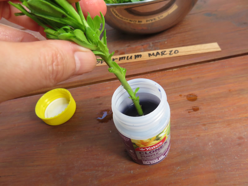 クマにゃん オステオスペルマムの挿し木に挑戦2回目 １回目は3月10日にしたけど 上手く行ってるかどうかまだわからない 写真の液体は 発根促進剤