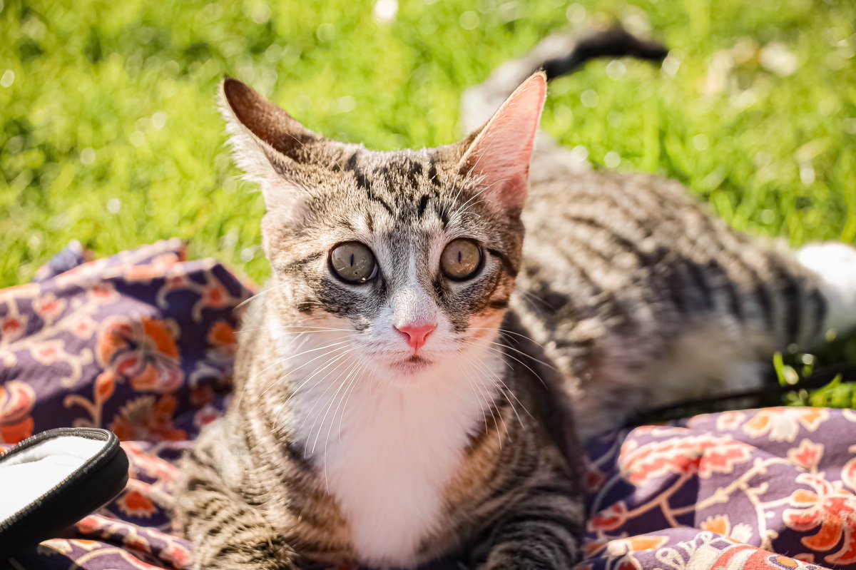 batt0ta's tweet photo. 🐈��🐈 https://t.co/pUaEL7VkDQ