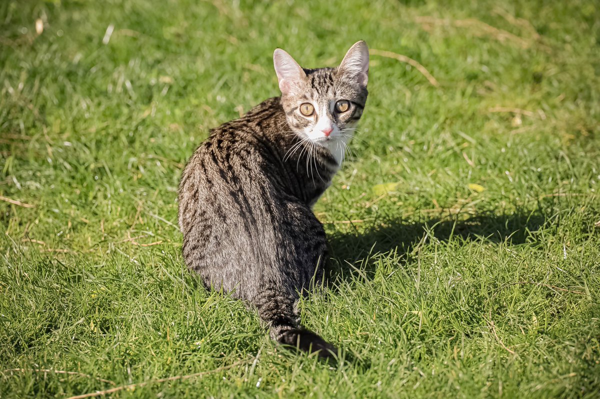 batt0ta's tweet photo. 🐈��🐈 https://t.co/pUaEL7VkDQ