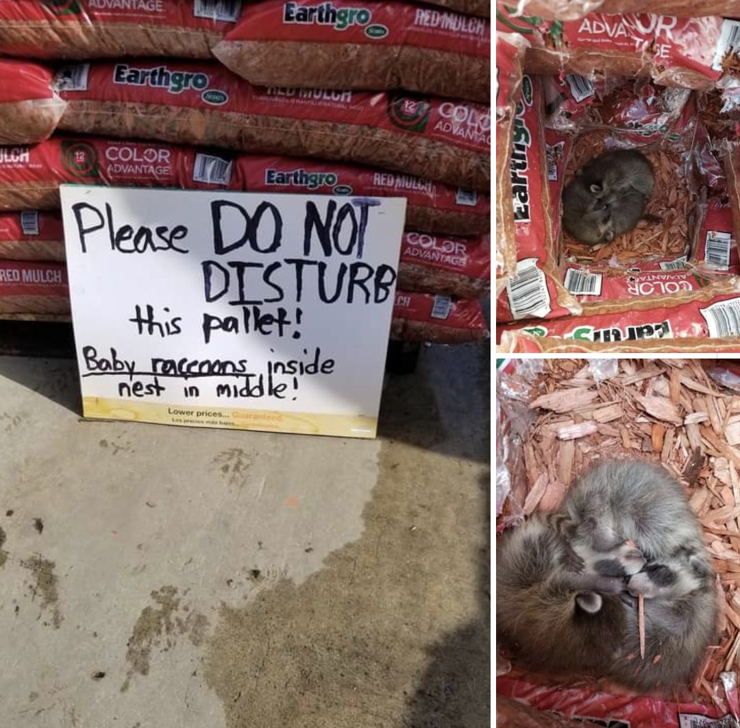 Trash Panda Kingdom