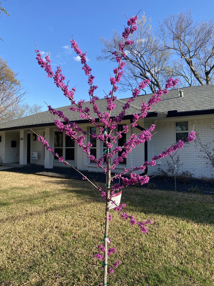 CAAnderson1010's tweet photo. Whew! Some of our plants and trees survived👇🏾#DallasIceStorm https://t.co/yBPSKSEIvy