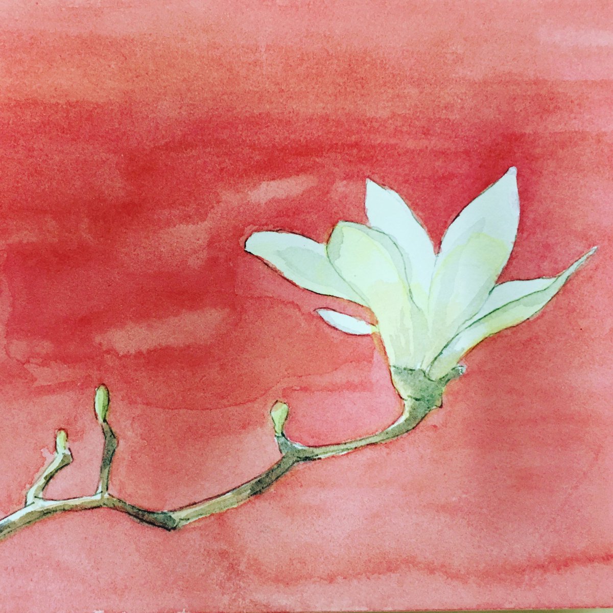 ま る イラスト 今日は春分ですね 春の花が続々咲いていくのを楽しみにしています 白いモクレン一本で春分の日を迎えます 笑 イラスト 春 花 春分 春分の日 Illustration イラスト好きな人と繋がりたい 花のある暮らし Draw 木蓮