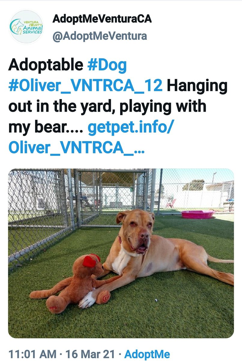 AdoptMeApp's tweet photo. #thankstotwitter Adoptable pets are tweeting! 
(via AdoptMeApp and powered by the staff, volunteers, and fosters who ❤ them)
Available free to animal shelters.
https://t.co/iV20ry7lik
Pictured are just 4 of the nearly 100,000 tweets! https://t.co/0cshU9wILe